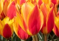 Tulip, Tulipa Enkhuizen, red and yellow triumph tulip Royalty Free Stock Photo